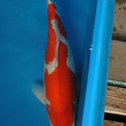 Update uit Japan: afbeelding
